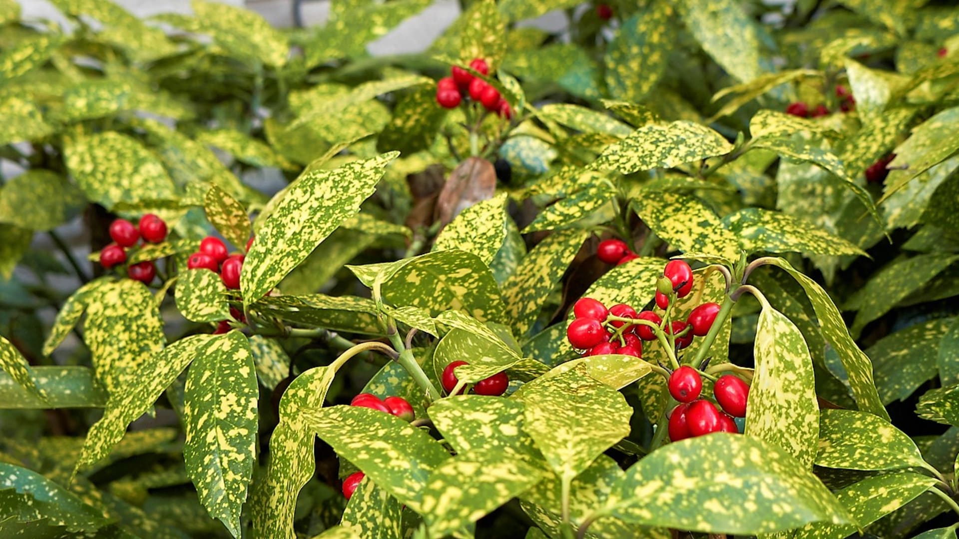Výrazné, jasne červené bobule (plody) s priemerom do 1 cm sa objavujú na jeseň a zvyčajne zostávajú na rastline celú zimu.