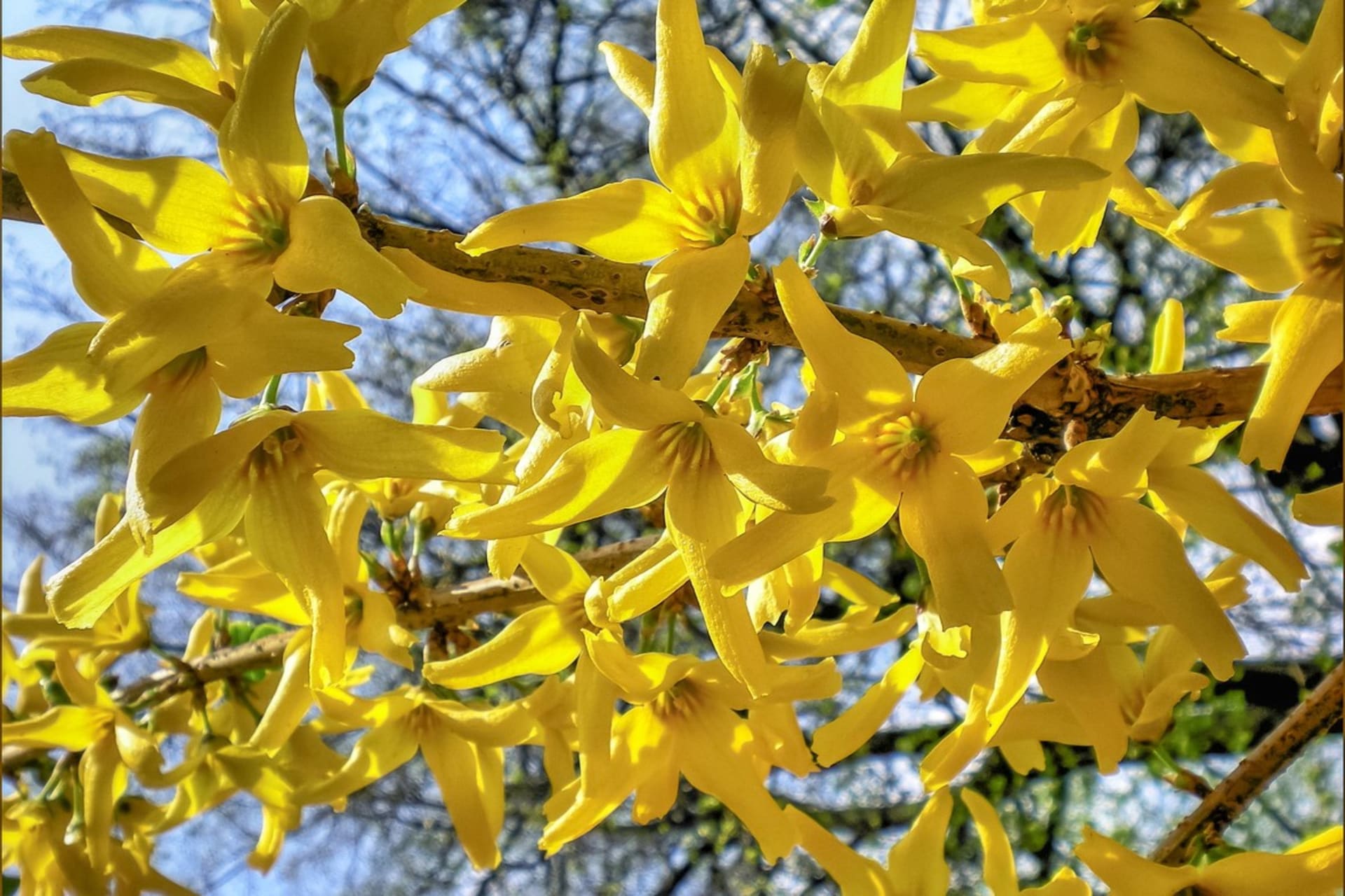 Zlatý dážď alebo forzýcia je jedným z najkrajších jarných kvitnúcich kríkov. Koncom marca, ešte pred objavením listov, vyrastajú na ohybných vetvách zlatobyle stovky žiarivých zlatožltých kvetov.