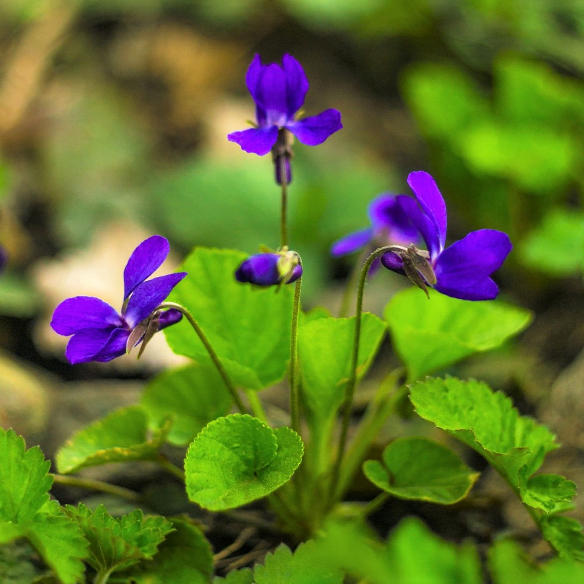 Fialka voňavá (Viola odorata), u nás známa ako fialka, je trváca rastlina, ktorá vyrastá skoro na jar z podzemných odnoží.