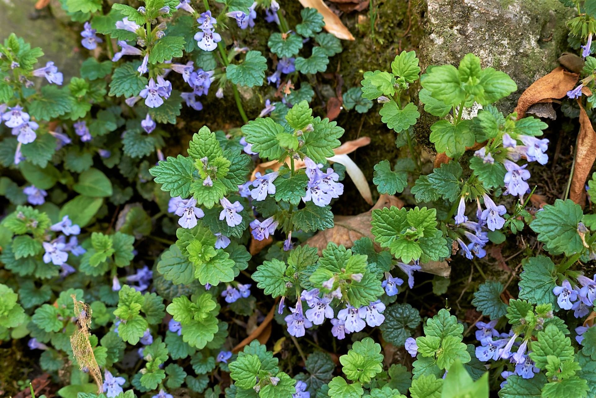 Popenec obyčajný (Glechoma hederacea) je nenápadná trváca plazivá rastlina s drobnými modrofialovými kvetmi a srdcovitými listami