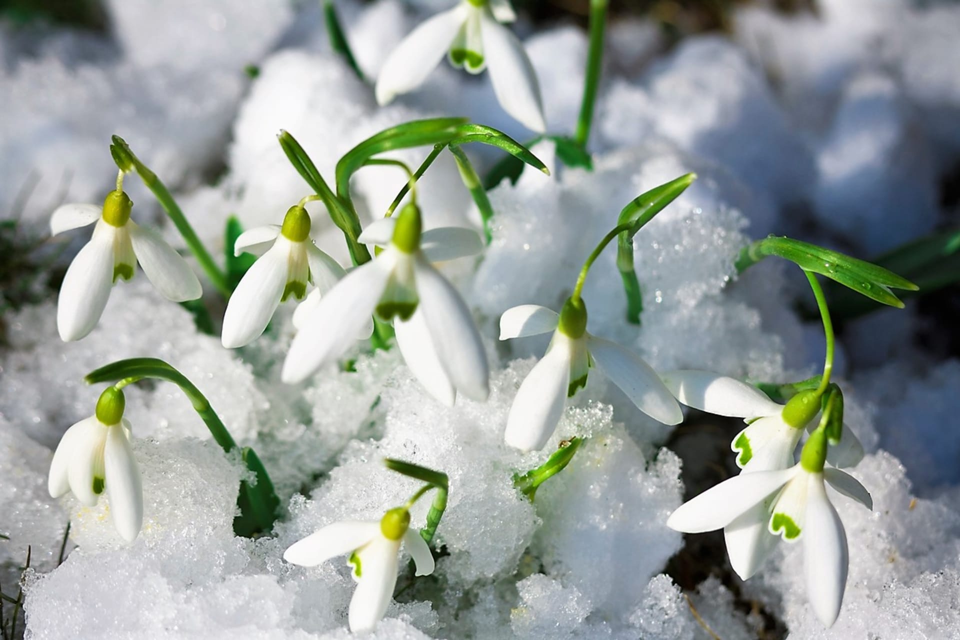 Snežienky (snowdrops / Galanthus nivalis) prichádzajú na zimnú scénu veľmi skoro. Vo februári, niekedy už v januári, ukazujú svoje biele zvončekovité kvety, ktoré rastú aj na snehu.